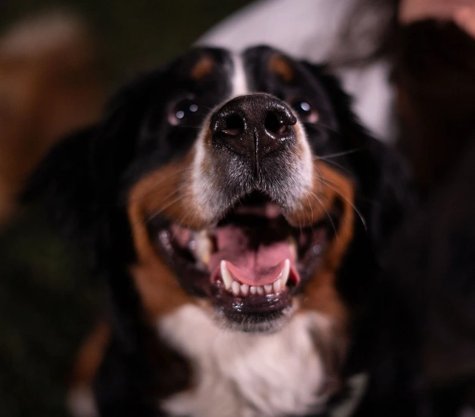 Chien gueule ouverte illustrant la santé bucco-dentaire