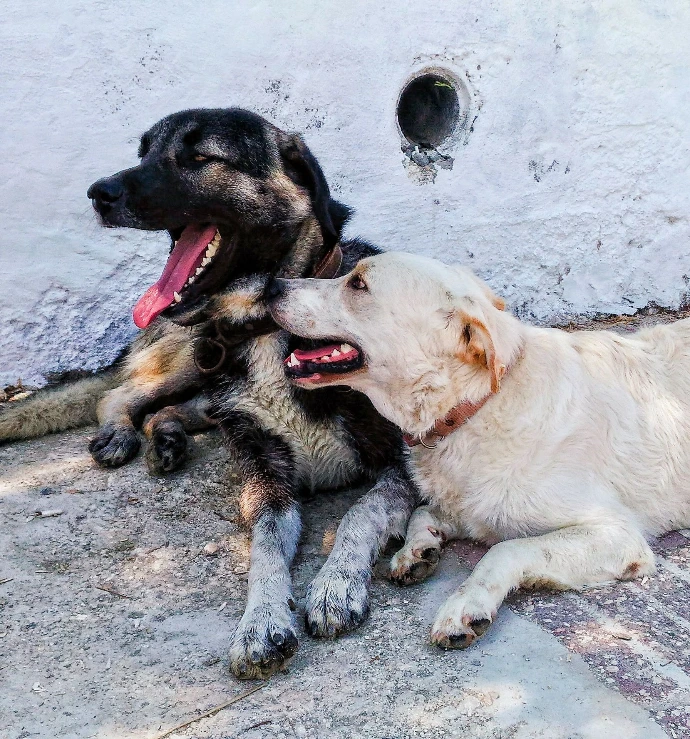 Deux chiens se reposant côte à côte